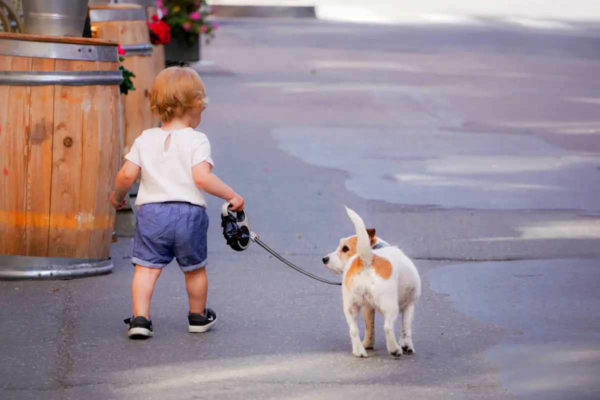 les chiens les plus intelligents un bebe qui promene un chien