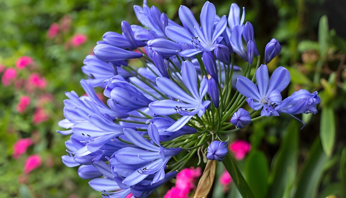 les fleurs bleues d agapanthe