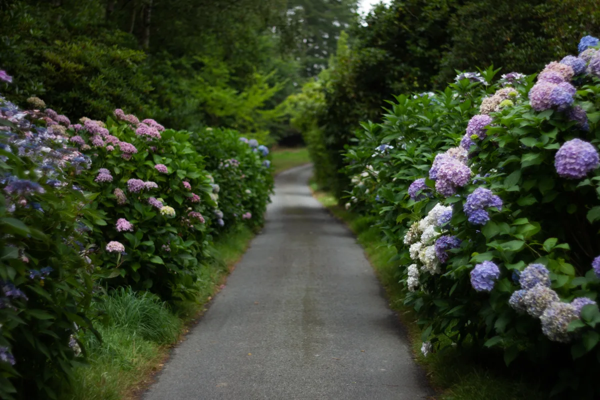 les hortensias pour créer un massif sans entretien bordure de jardin fleuri