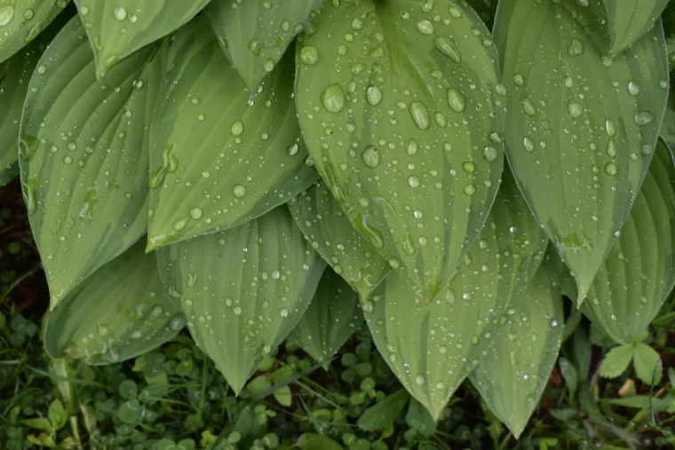 les hostas fans le jardin plante décorative à planter à coté des hortensias