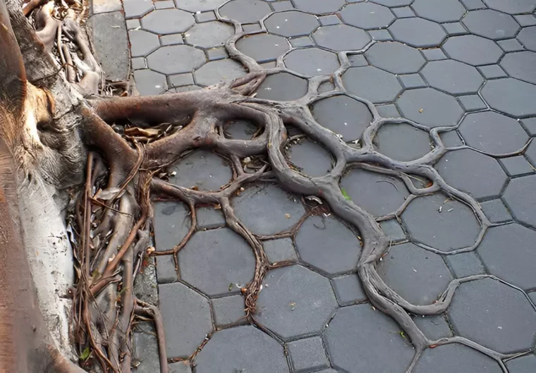 les racines d un arbre se font le chemin dans les joints d un pavement