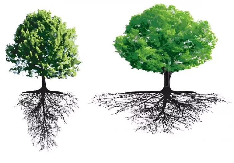les racines de deux arbres sont l image en miroir de leurs couronnes sur fond blanc