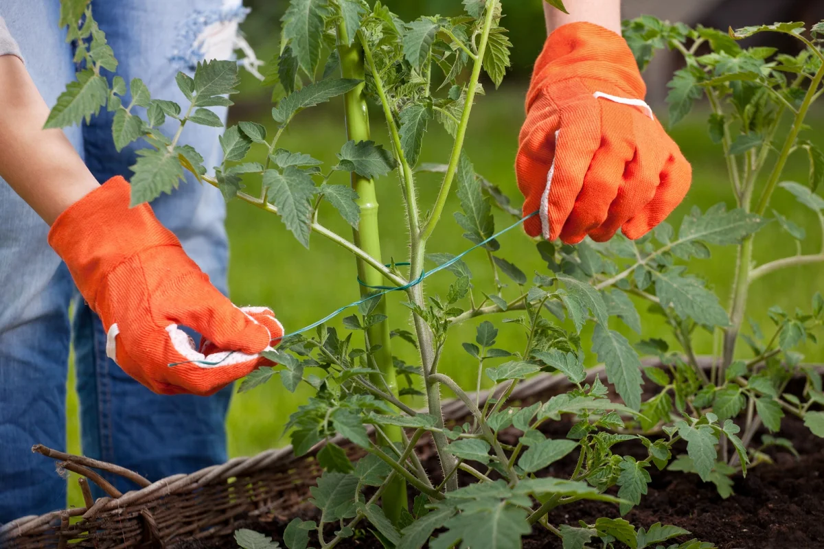 lors de la plantation fixer les plants de tomates aux tuteurs