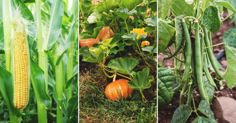 mais courge haricots feuilles vertes technique des trois soeurs