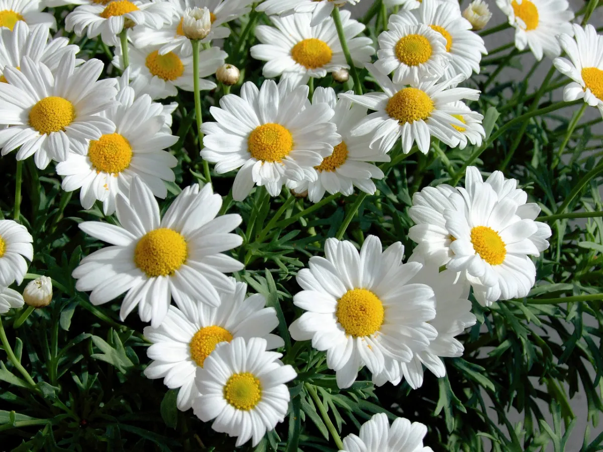 marguerite culture plantes facile entretien fleurs blanches feuillage vert fonce