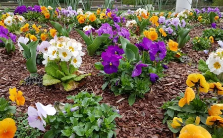 massif de fleurs oranges violettes blanches copeaux de bois