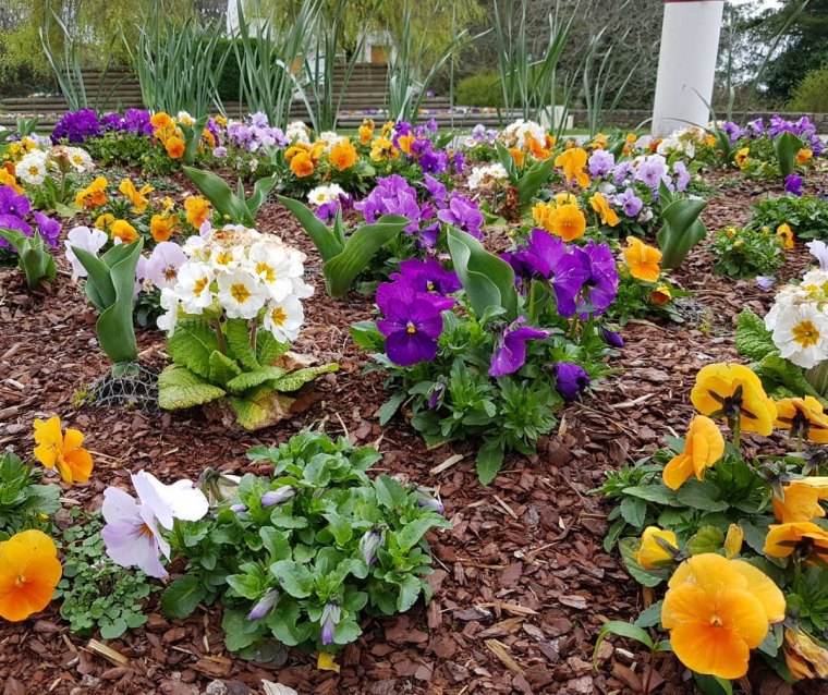 massif de fleurs oranges violettes blanches copeaux de bois