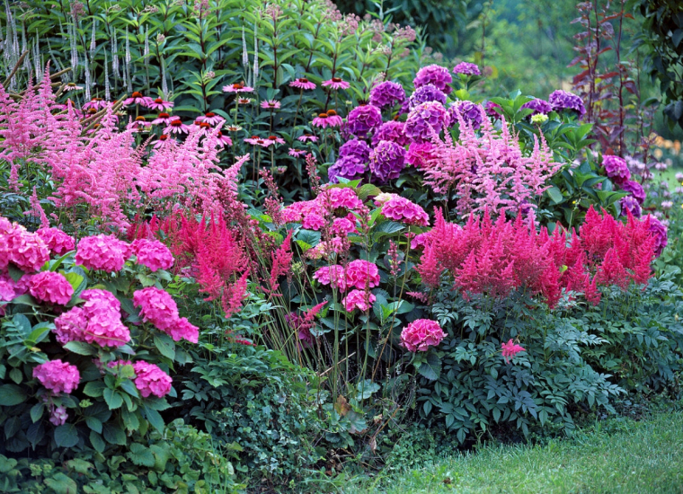 massif fleuri avec des hortensias fleurs roses feuilles vertes