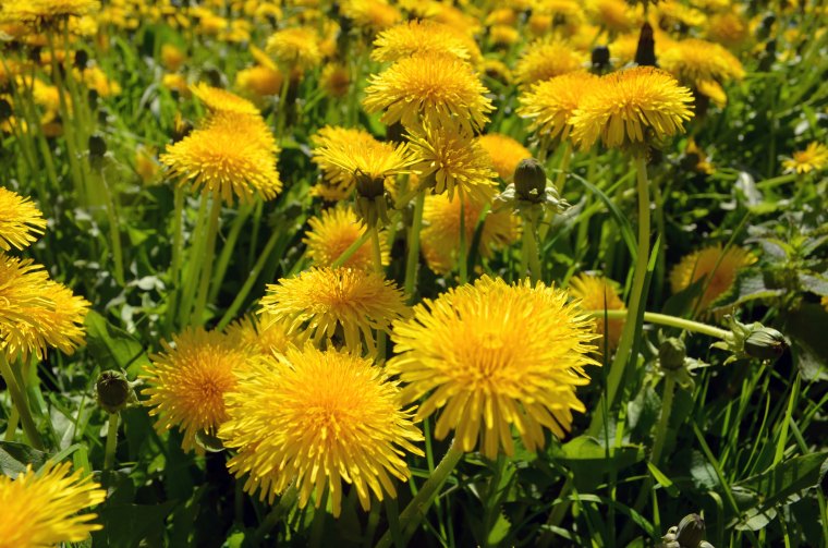 mauvaises herbes à ne pas enlever idée bienfaits des pissenlits pour la pollinisation