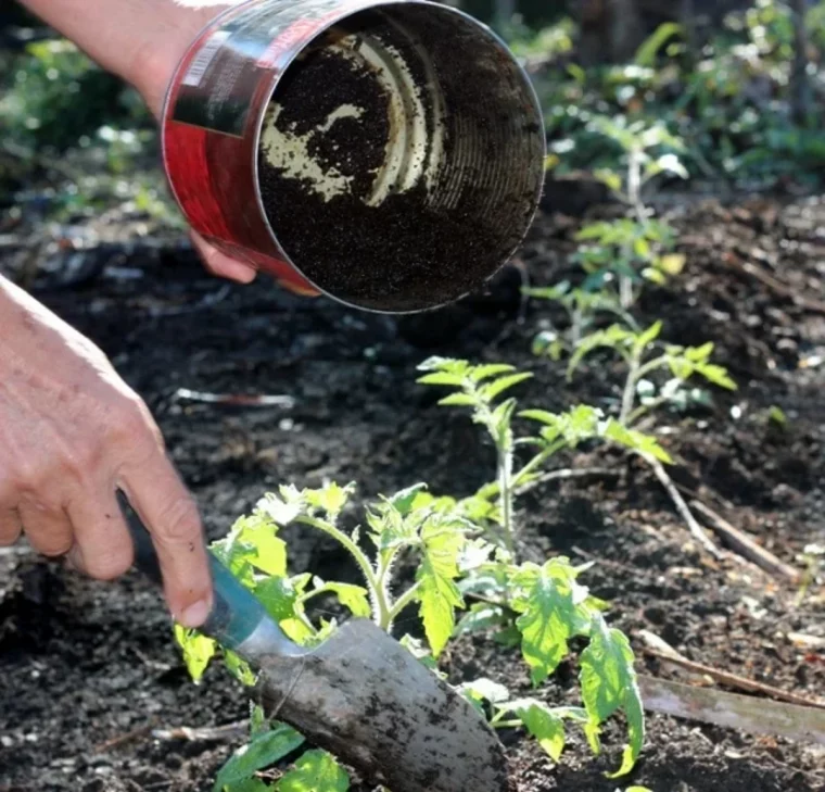 mettre de compost sur les tomates pot en metal rouge