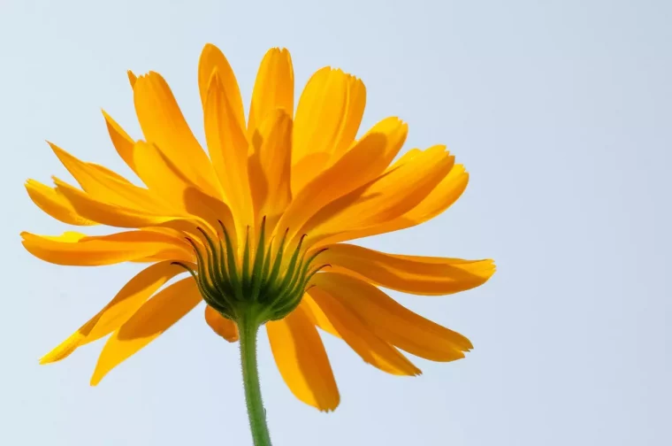 muflier ces 12 graines de fleurs poussent a la vitesse de la lumiere