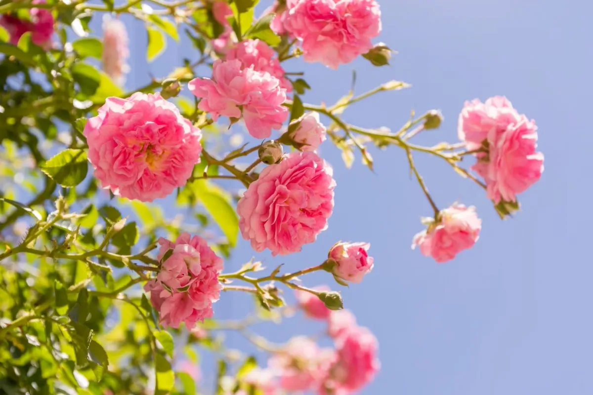 nature soleil ciel bleu arbuste fleurs ornementale plante rosier rose