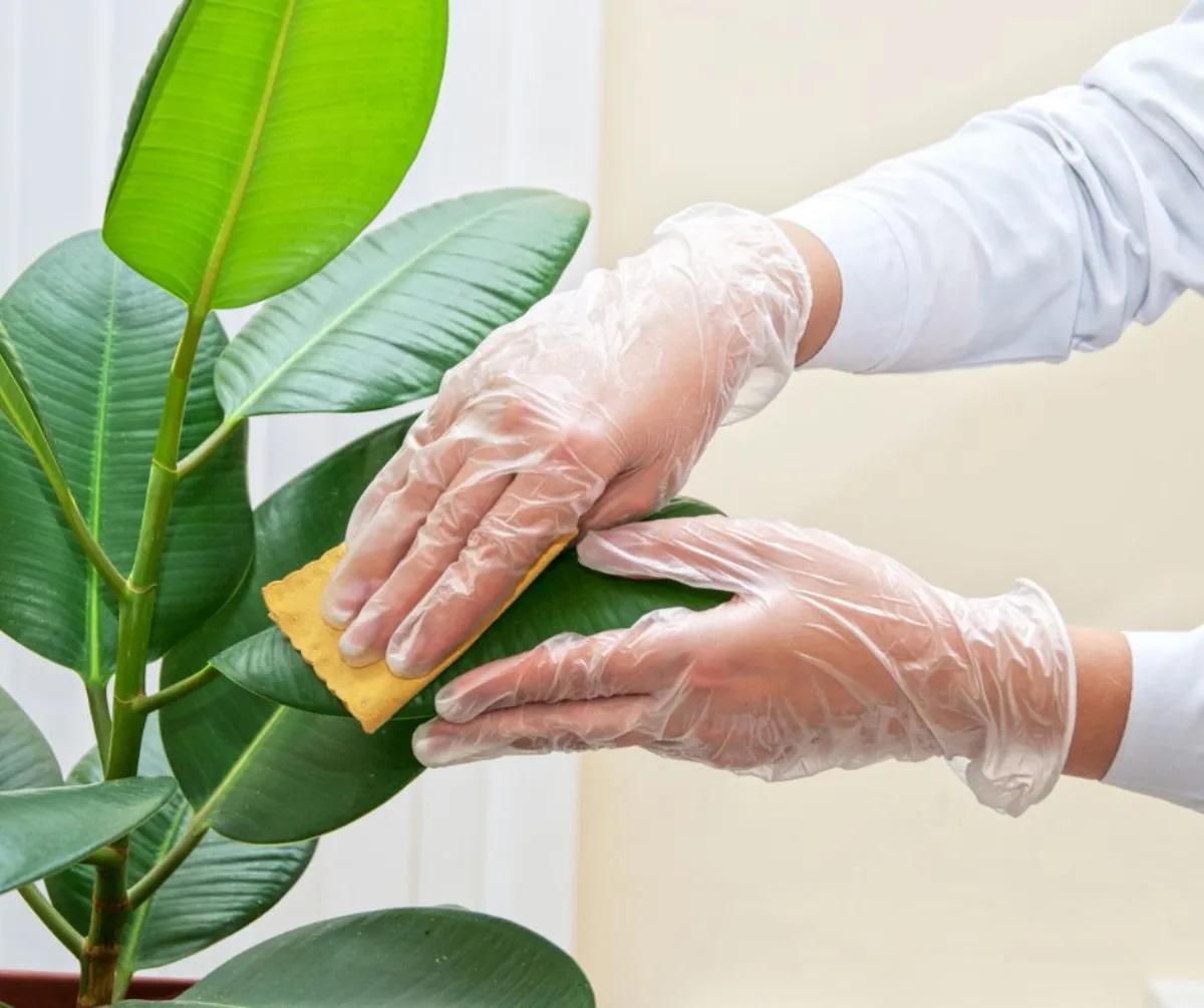 nettoyer les feuilles des plantes d intérieur astuces grand ménage
