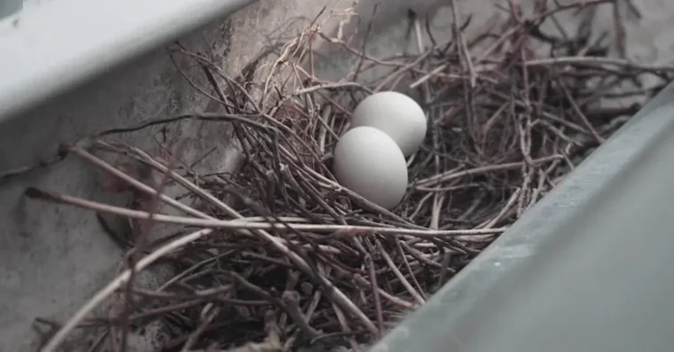 nid d'oiseaux avec oeufs comment attirer les oiseaux dans son jardin