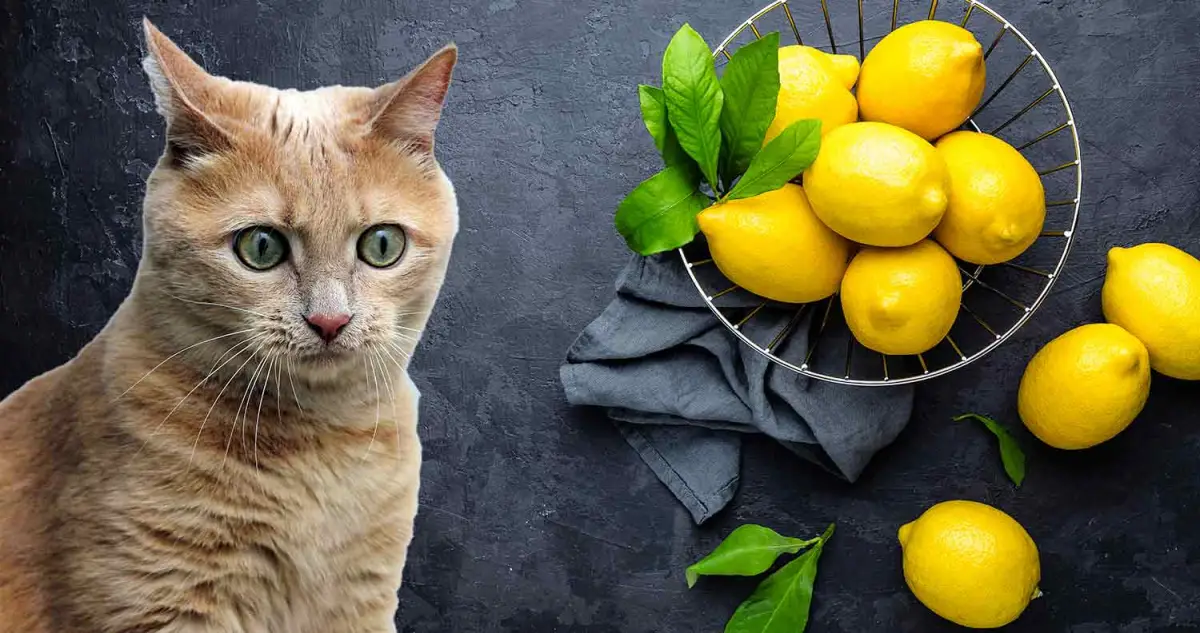odeur que les chats detestent zeste de citron