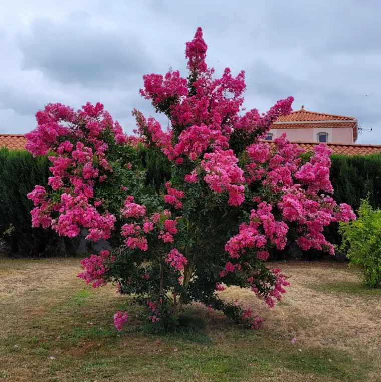 ou et comment planter le lilas des indes conseils