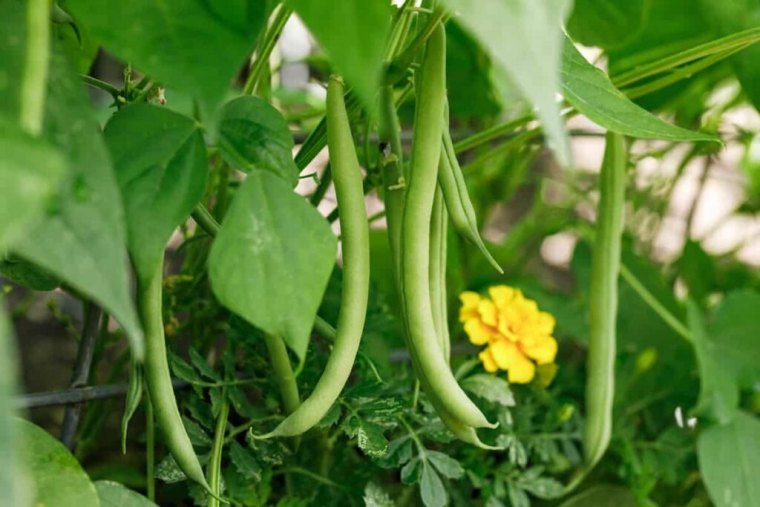 ou planter les haricots verts fleur jaune feuillles vertes