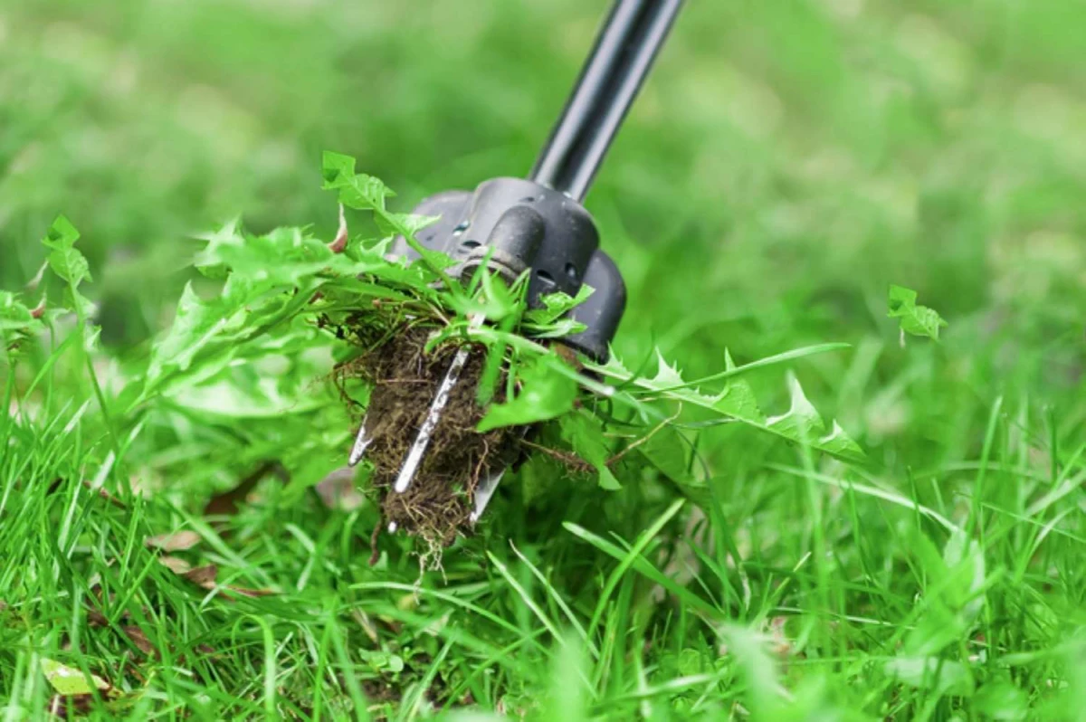 outil pour enlever les mauvaises herbes du gazon vert