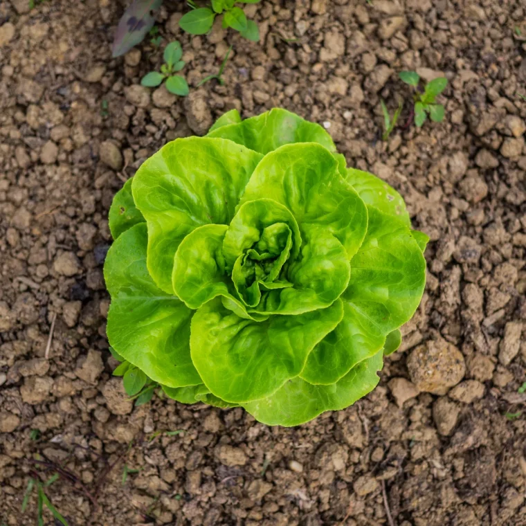 où et comment planter la laitue au jardin en pleine terre