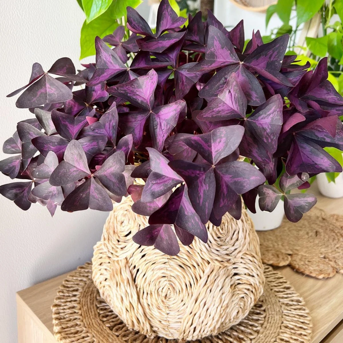 oxalis feuilles violettes foncees pot en paille