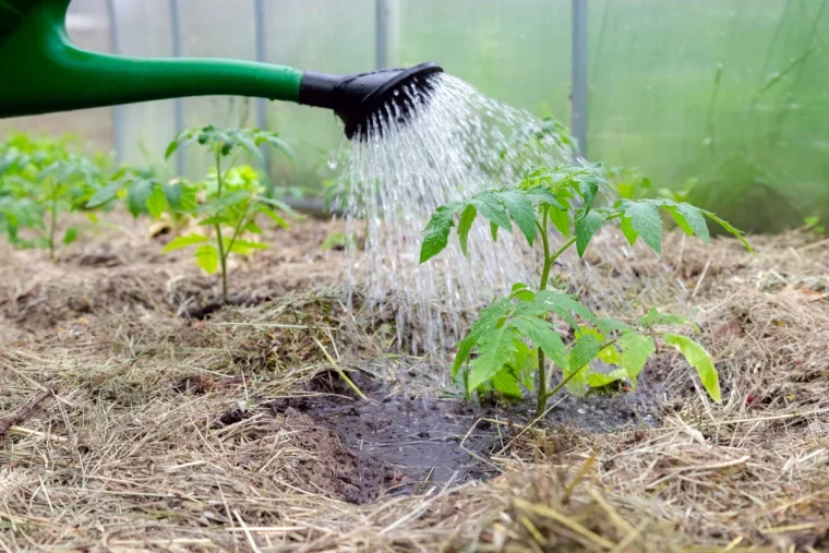 paillage des plants de tomates arrosage jardin