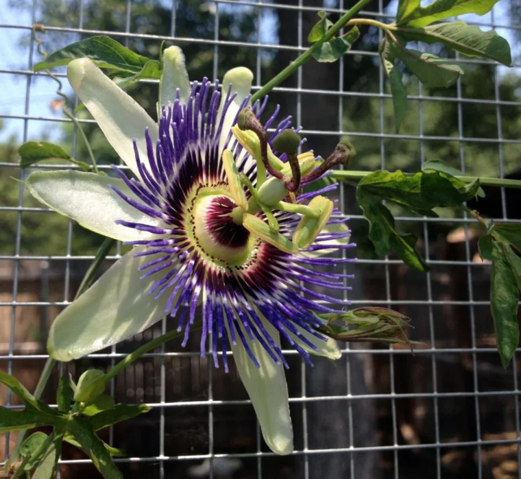 passiflora sur un grillage souple