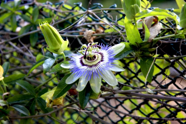 passiflore sur un grillage fleur blue feuilles vertes