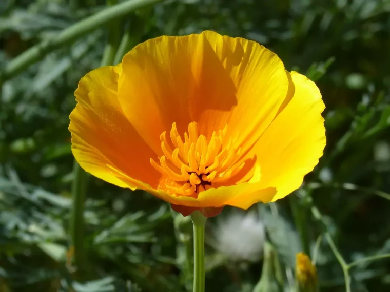 pavot de californie ces 12 graines de fleurs poussent a la vitesse de la lumiere