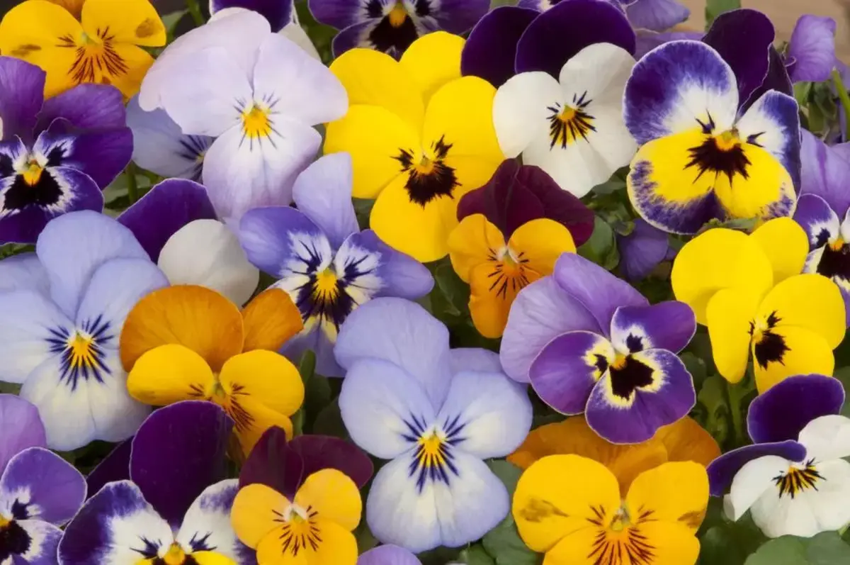 pensées jaunes et violettes fleurs a planter exposition nord