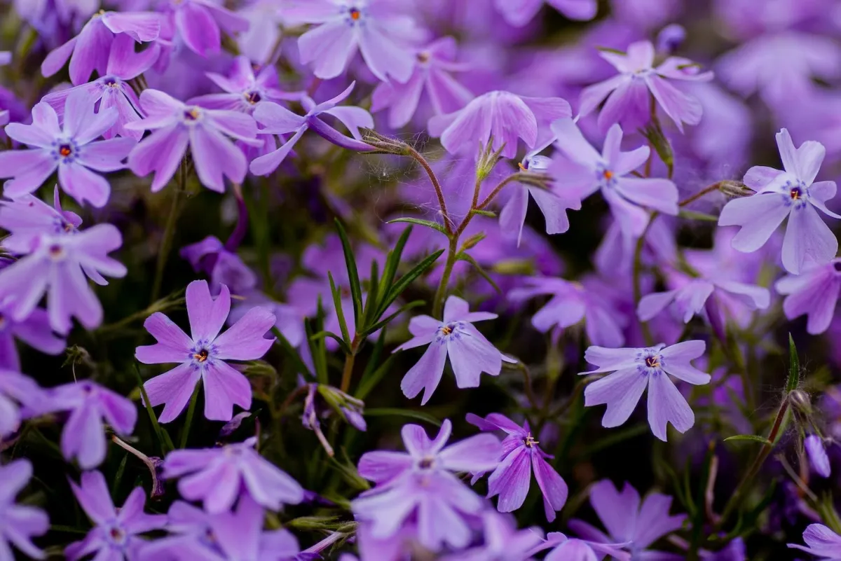 petales doubles violette couleur fleur plante feuilles aiguilles