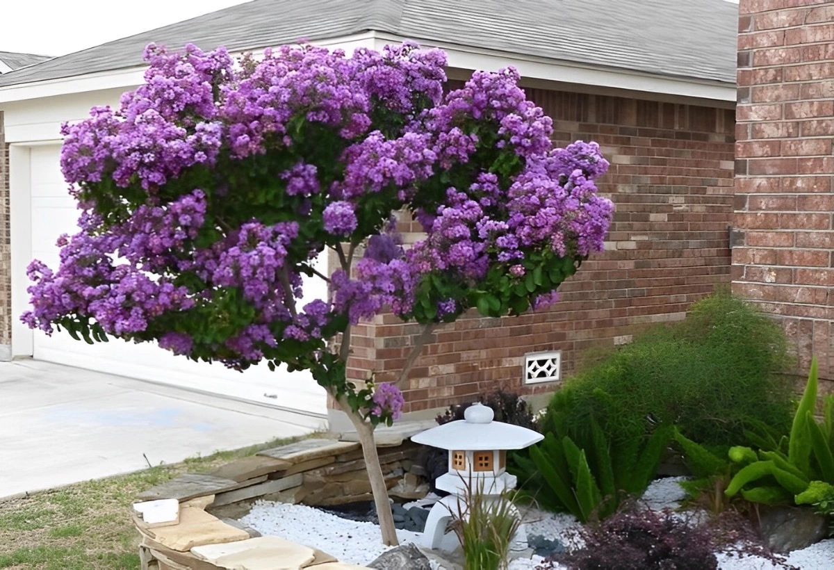 petit arbre de lilas en pleine floraison violette