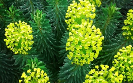 petit arbuste euphorbe fleuri dans les tons verts jaune