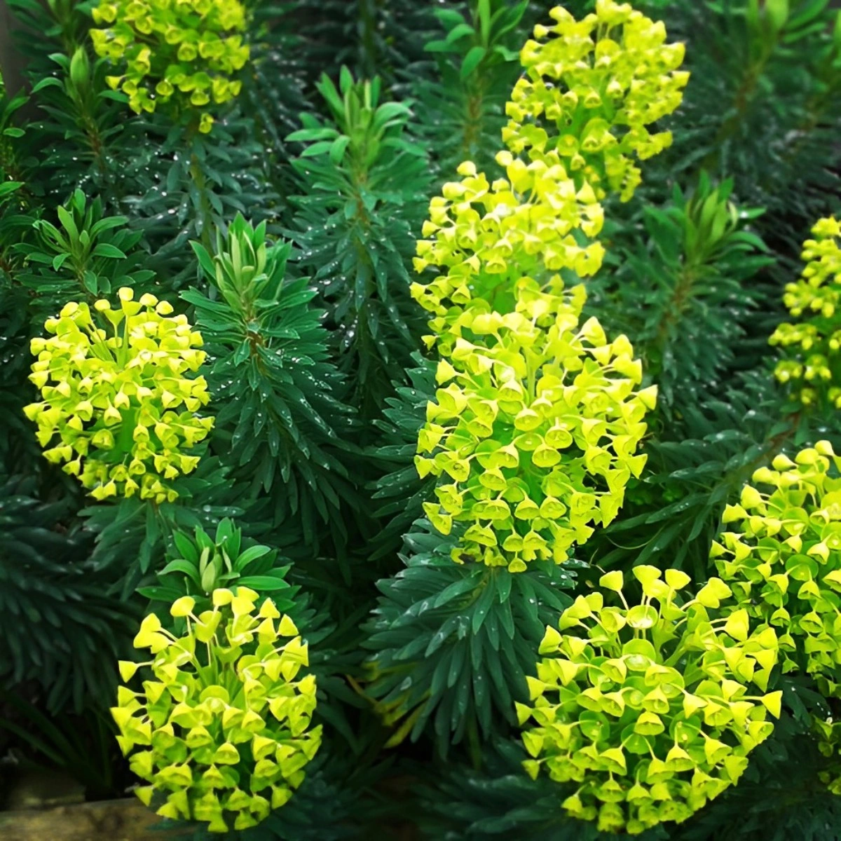 petit arbuste euphorbe fleuri dans les tons verts jaune