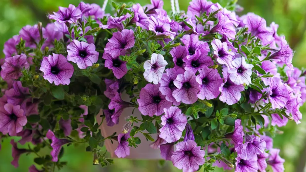 petunia couleur violet plante grimpante