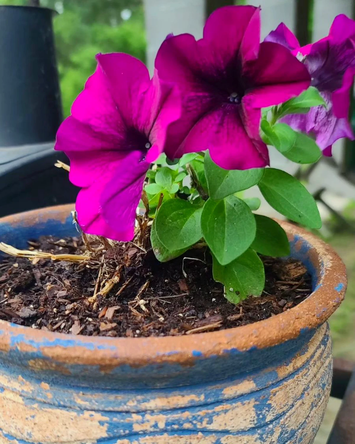 petunia violettes en pot