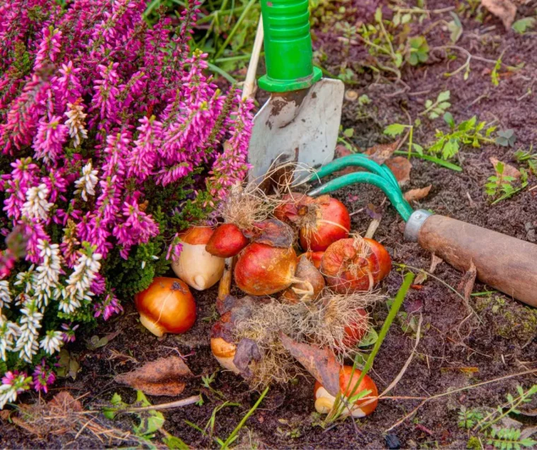 peut on conserver les bulbes des tulipes en terre guide pratique jardin