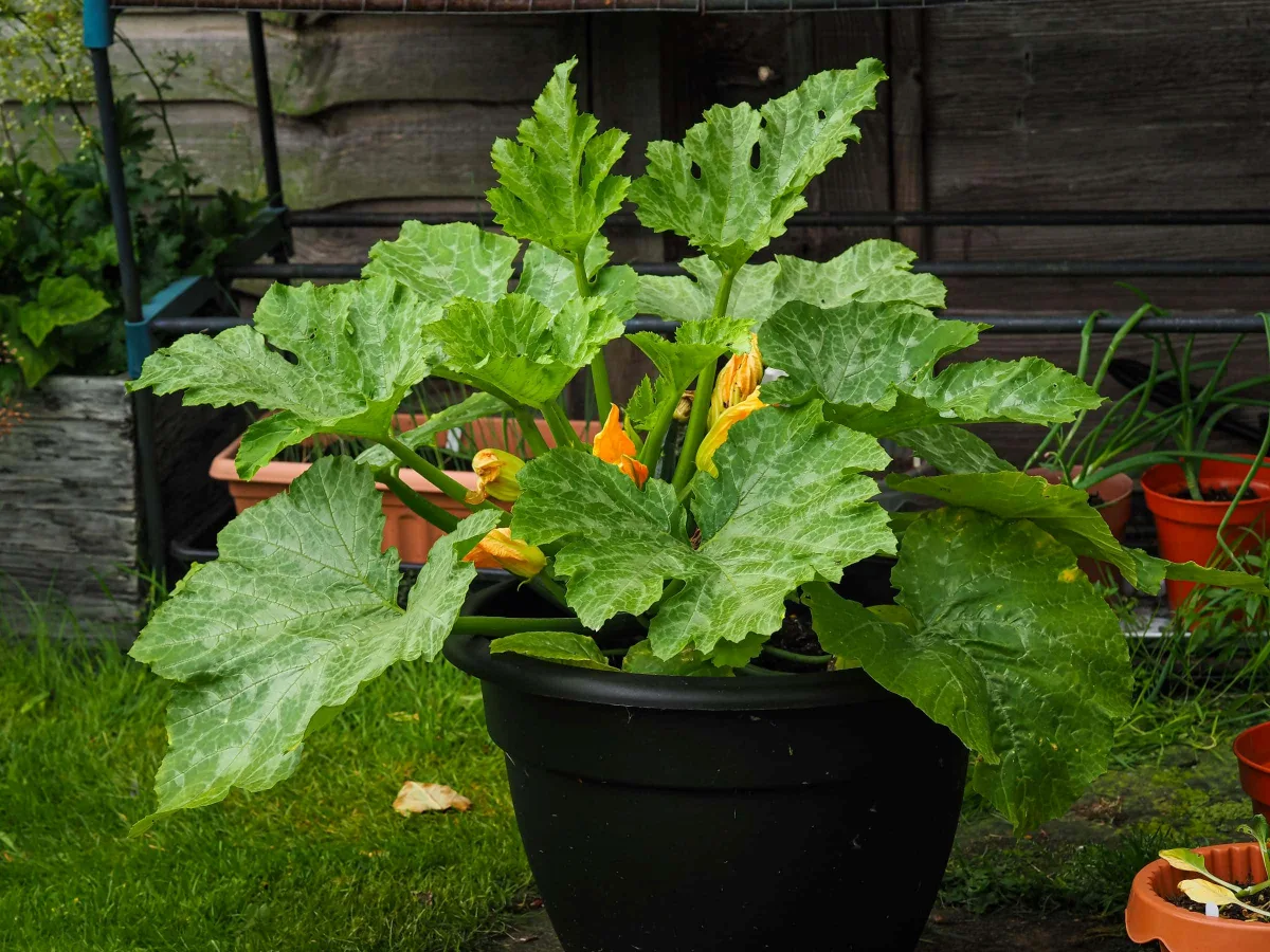 peut on cultiver les plants de courgettes en pots