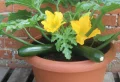 Peut-on planter des courgettes en pot ? Conseils pour réussir la culture en conteneur