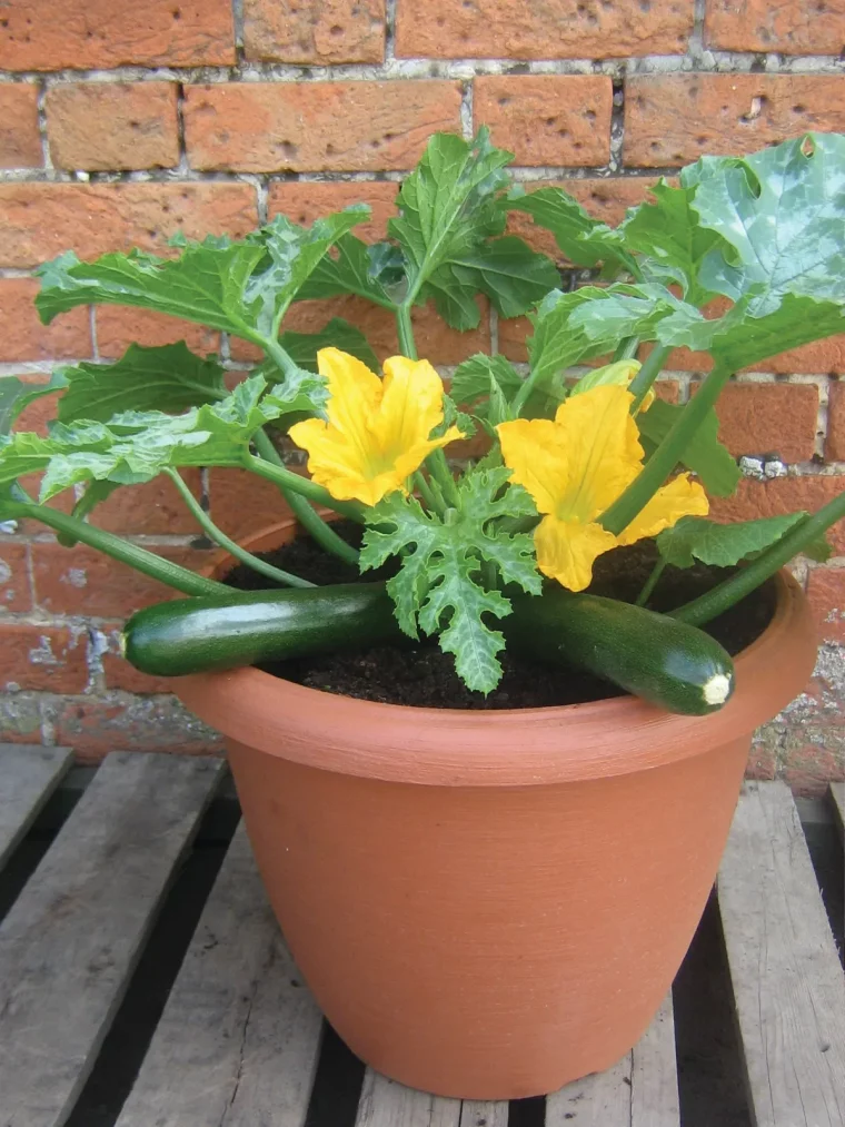 peut on planter des courgettes en pot astuces et conseils