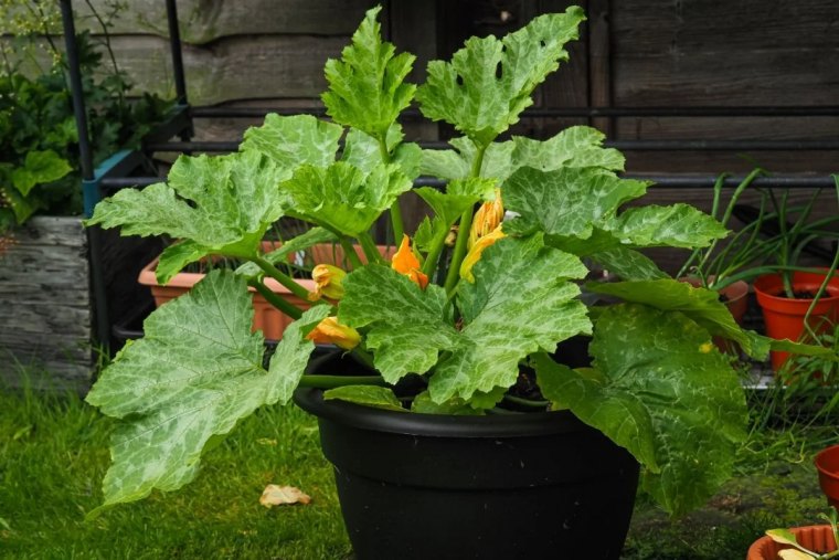 peut on planter des courgettes en pot et commet faire