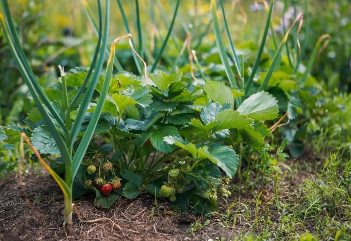 peut on planter des oignons dans les champs des fraisiers
