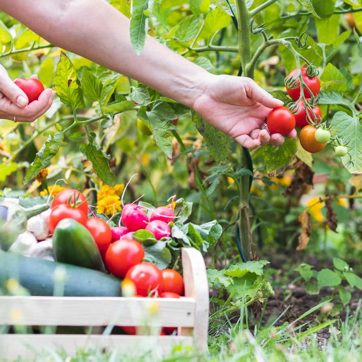 peut on planter les tomates a cote des courgettes conseils