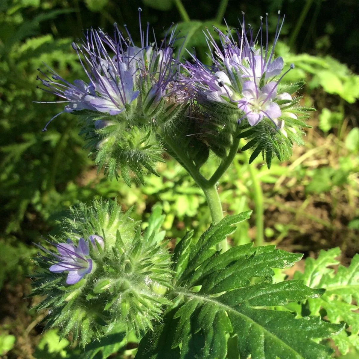 phacelie plante fleurs violettes pour etouffer les mauvaises herbes