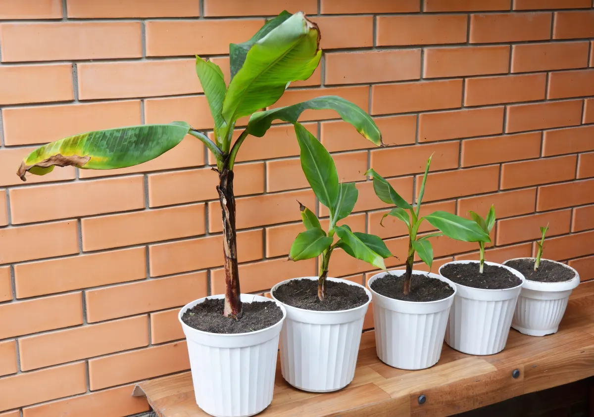 photo des etapes de developpement d une plante tropicale