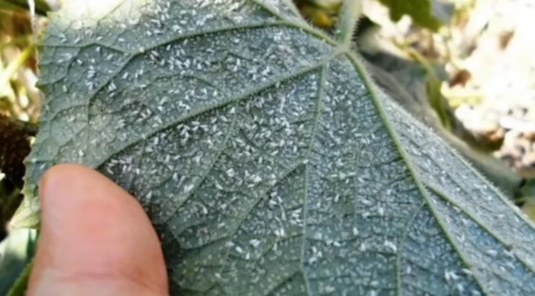 photos de maladies des géraniums pucerons sur unefeuilles