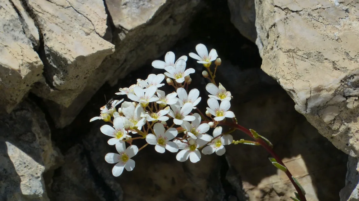 pierre nature mur crevasse plante fleur blanche saxifrage
