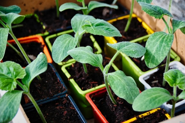 plant courgette feuilles sol semis terreau vegetaux plantation