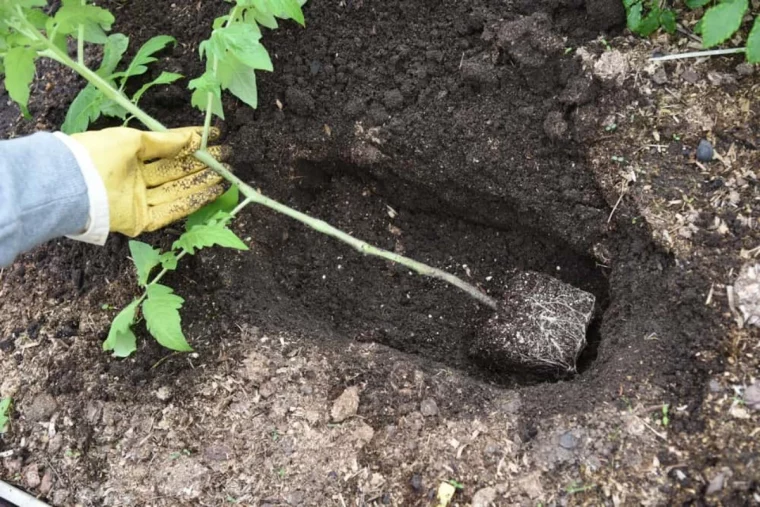 plant de tomate dans la terre main