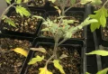 Semis de tomates qui jaunissent que faire ? Solutions naturelles et efficaces pour leur assurer une croissance robuste