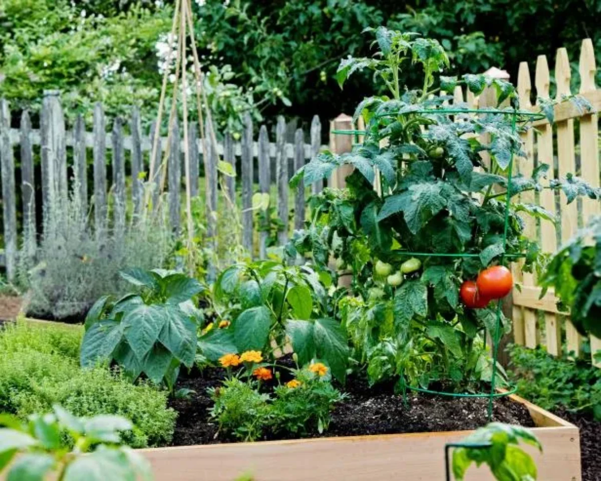 plantation d accompagnement tomates et haricots
